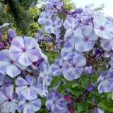 Phlox gzhel maxi: fotografija i opis, recenzije